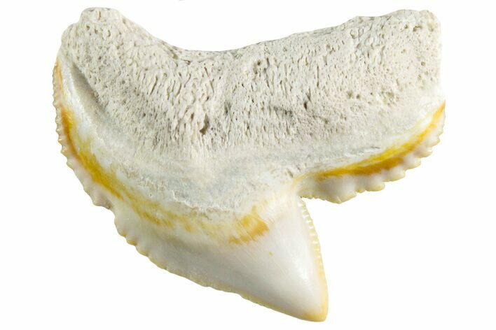 Colorful, Fossil Tiger Shark Tooth - Bone Valley, Florida #235585